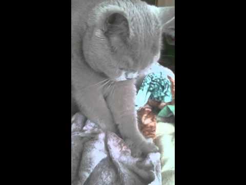 Sharon is a sweetest cat :)