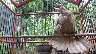 Download lagu Pancingan KAPAS TEMBAK agar ikut buka ekor !!!! mp3 Download lagu Pancingan KAPAS TEMBAK agar ikut buka ekor !!!! mp3