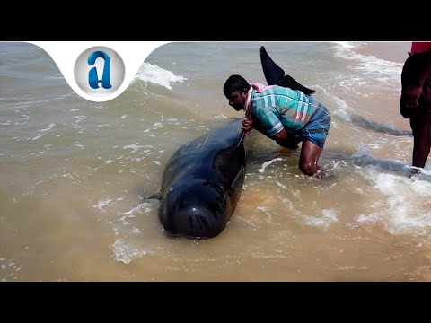 Injured Whale found on beach in India  | amazive