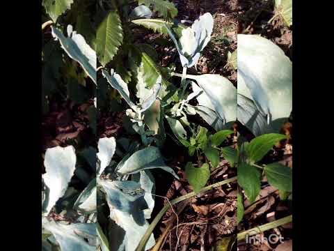 OMANYA DDI OBUYINZA OBUKUTUDEMU OKUSINZIRA KUBULAMBE BWOYINA KUMUBIRI GWO??