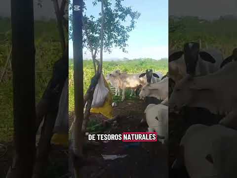 🌄 Montes de María | El Carmen de Bolívar | La belleza del campo colombiano 🇨🇴