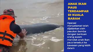 Anak ikan paus terdampar di Kuala Baram