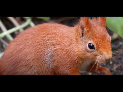 An interview with Alladale Wilderness Reserve's Paul Lister