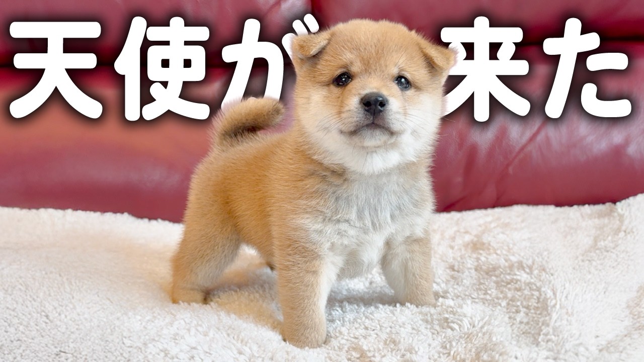 生後60日の柴犬をお迎えしました