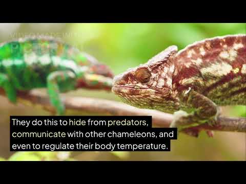 動物魔法！ (Animal Magic)