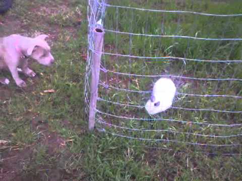 Pitbull vs. Rabbit