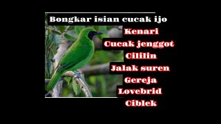Download lagu Cucak ijo !! Bongkar masteran full mental baja mp3