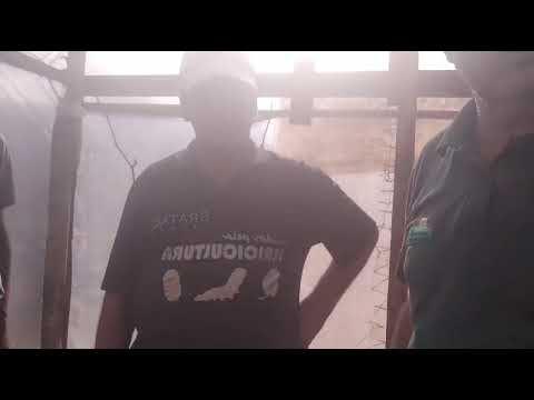 Produção de maracujá em no município de Nova Tebas Paraná.. Família Eduardo Zuncon.