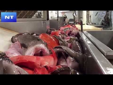 Amazing Big Catch in the Sea, Catching and Processing Fish Right on Ship, Automatic Lines