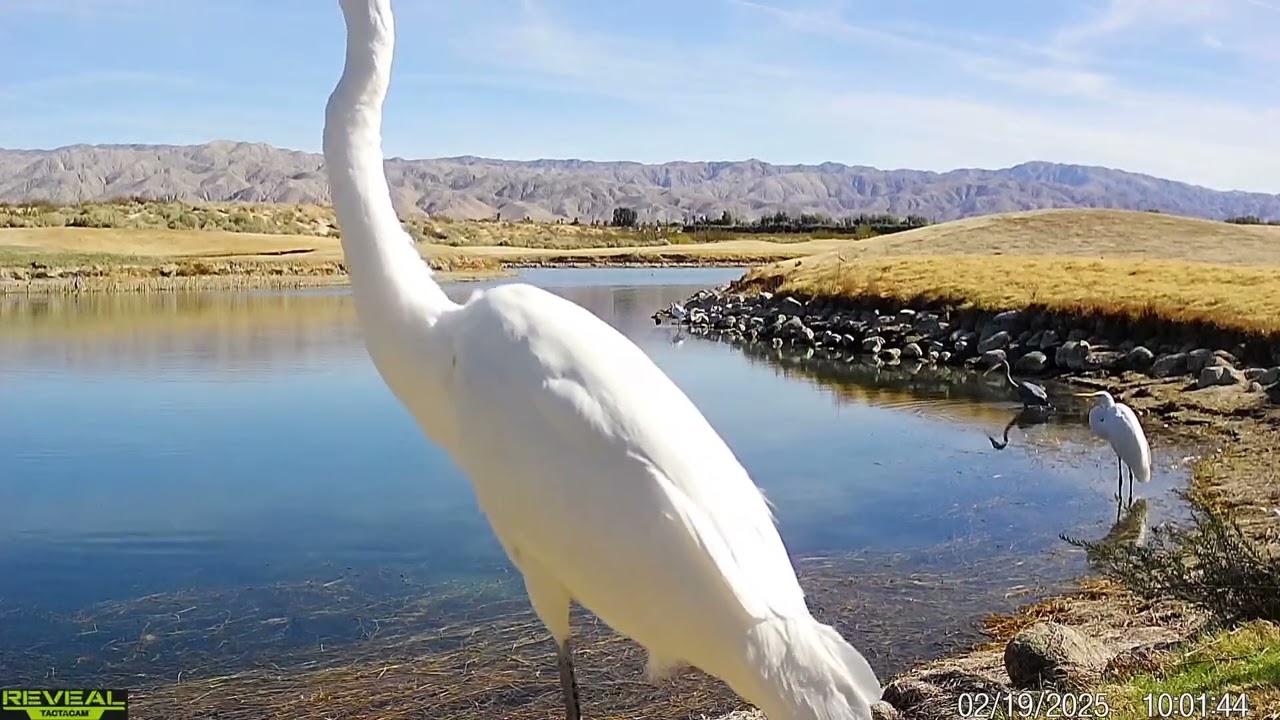 S3E8: A few moments with a group of great egrets at the lake