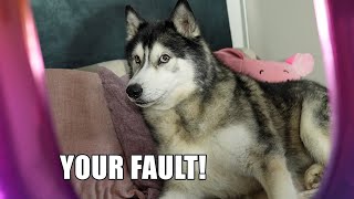 Husky Blames Me For Him Falling Off The Sofa!