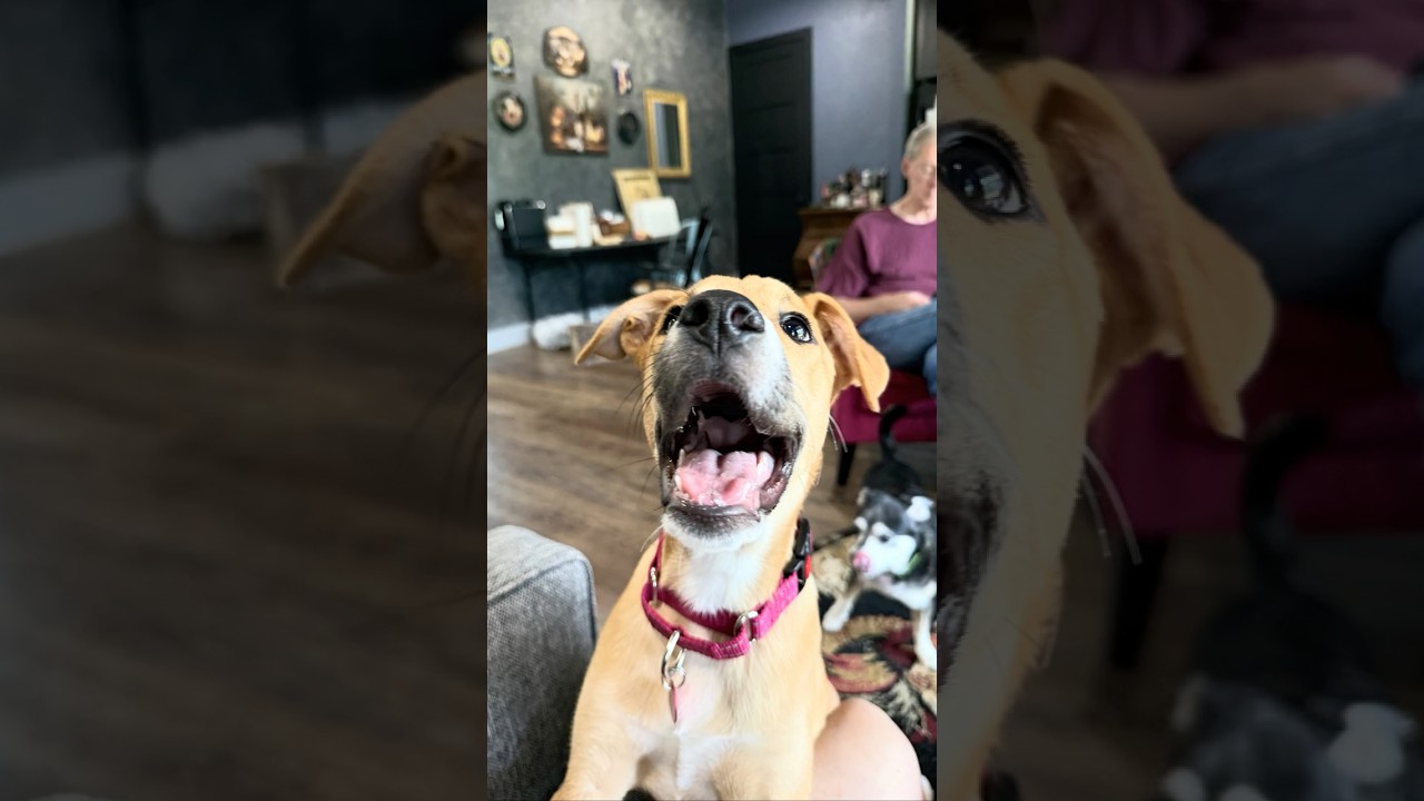 Sierra Mist, an adopted mixed breed in Seattle, WA video 2/6