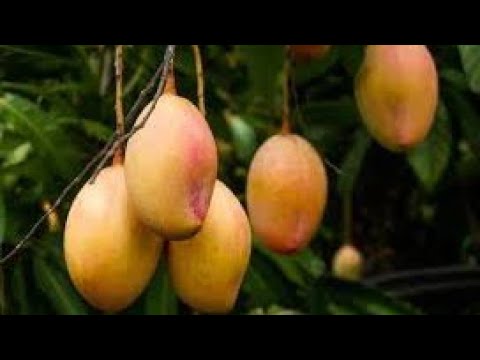 OKULOOTA EMIYEMBE EMYENGEVU ( DREAMING RIPE MANGOES)