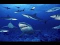 ACQUARIO Di GENOVA In HD VASCA DEGLI SQUALI 3 8 2015