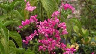 Antiginon – an easy vine to manage