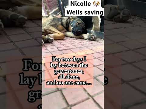 For any help consider donating link in bio  to save a stray life in Los Angeles #rescuedog