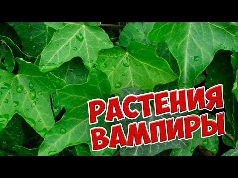 Опасные домашние цветы 🌺 РАСТЕНИЯ ВАМПИРЫ 🌺 Не сажайте их дома!