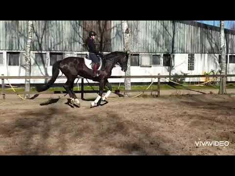 Oldenburger Stute von FürstRomance/De Niro/Placido zu verkaufen