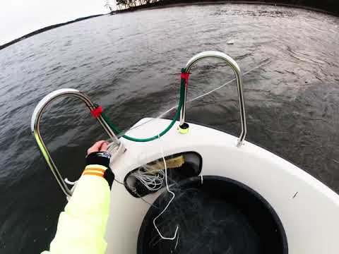 Kaupunkikalastaja: 2 (1/4) - Verkkojen lasku Päijänne-tyylillä