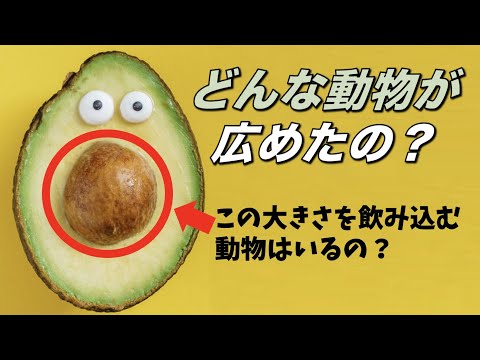 ツバメ科(ツバメ科) - 特徴と種類と分布 -