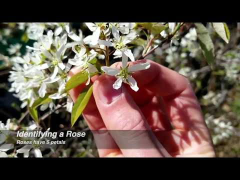 Botany Walk: The Rose Family: Apple Serviceberry