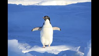 Serene sounds of penguins for inner peace