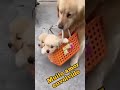 AMOR INCONDICIONAL Shorts Dog Dogslover Pets Love Amor Cachorrinho