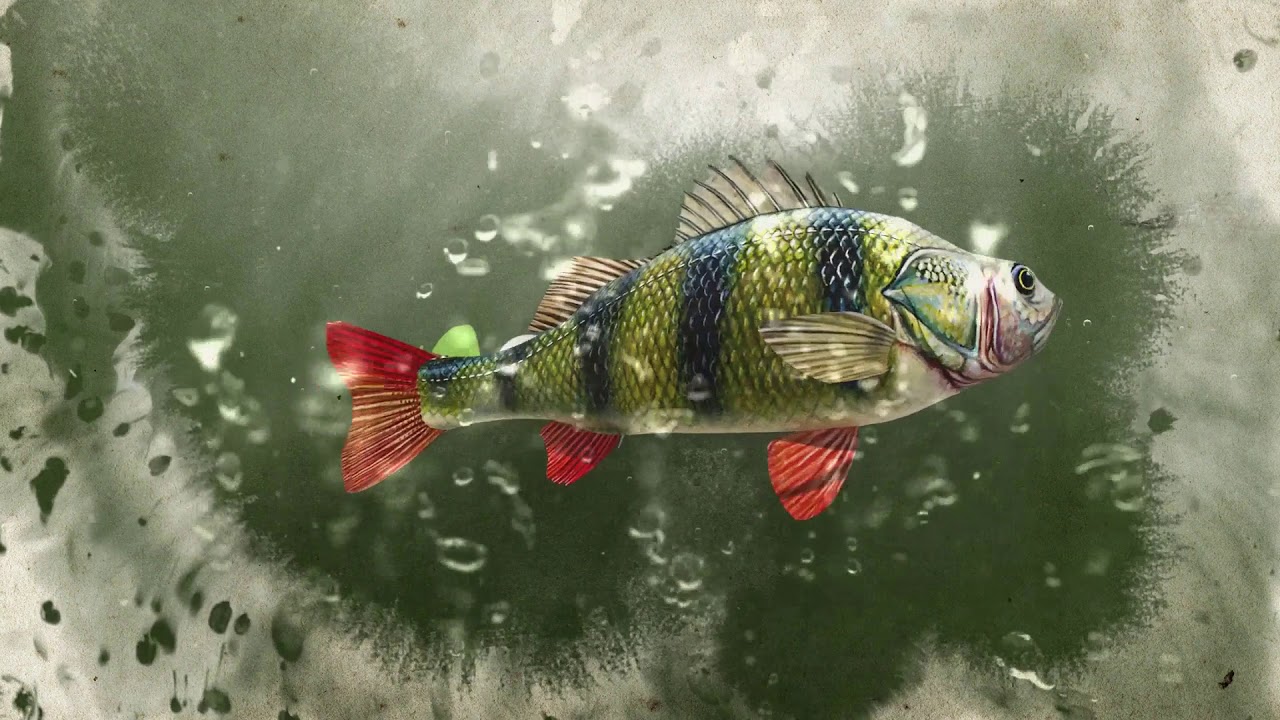 Fish Logo Reveal - Premium Quality After Effects Template