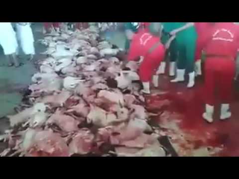 Halal Butchery - This practice must stop!