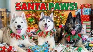 Santa Paws Came! Huskies Open Their Own Christmas Presents!
