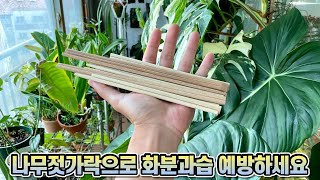 나무젓가락으로 화분 과습 예방하세요!! 원리와 주의점까지!!