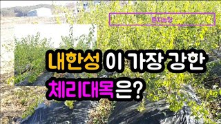내한성~동해에 가장 강한 대목은 마하렙대목~