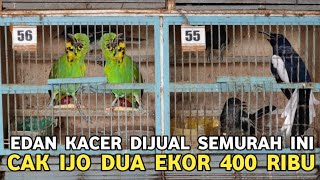 Download lagu NEMU KACER TROTOL JTN GACORAN CUMA 300 RIBU CUCAK IJO DUA EKOR 400 RIBU DI PB PRAMUKA mp3