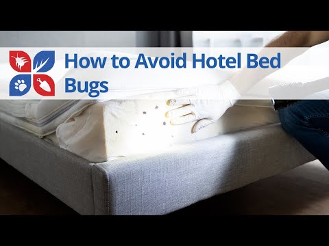  How to Avoid Hotel Bed Bugs Video 