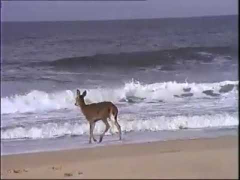 Deer running in beach