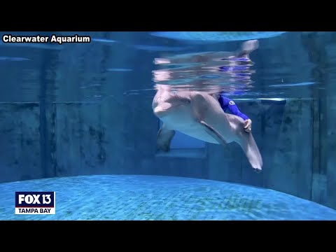 Remembering Winter: Star of 'Dolphin Tale' dies at 16