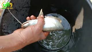 Wow Really Smart Hand Fishing In River Dry Place Underground Fish Catching Unique Fishing Idea