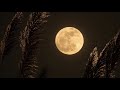75 Pictures of the Moon