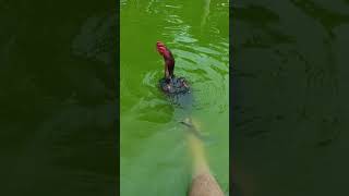 Download lagu 'BERMAIN LOGIKA' Cara Merenangkan Ayam AYADU 😇👍[ Tetap Selalu Ingat Protokol Kesehatan Kawan ] 👌 mp3