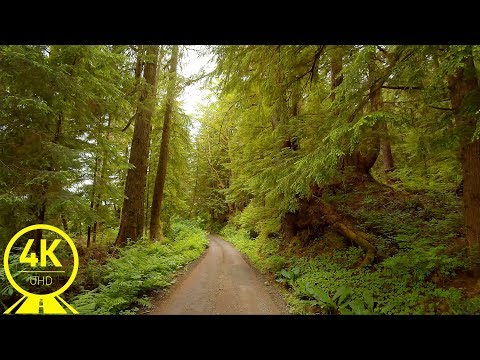 [4K 60fps] Scenic Drive Video - Forest Roads of Oil City, Olympic Peninsula
