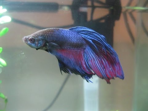 How to Treat a Betta Fish with Fin Rot