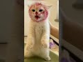 Mukanya Tolong Dikondisikan Shorts Viral