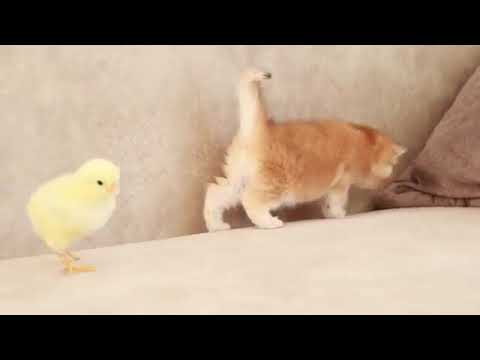 Cat and Chicken funny moment