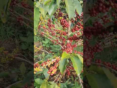 fincas de Buesaco Nariño Colombia