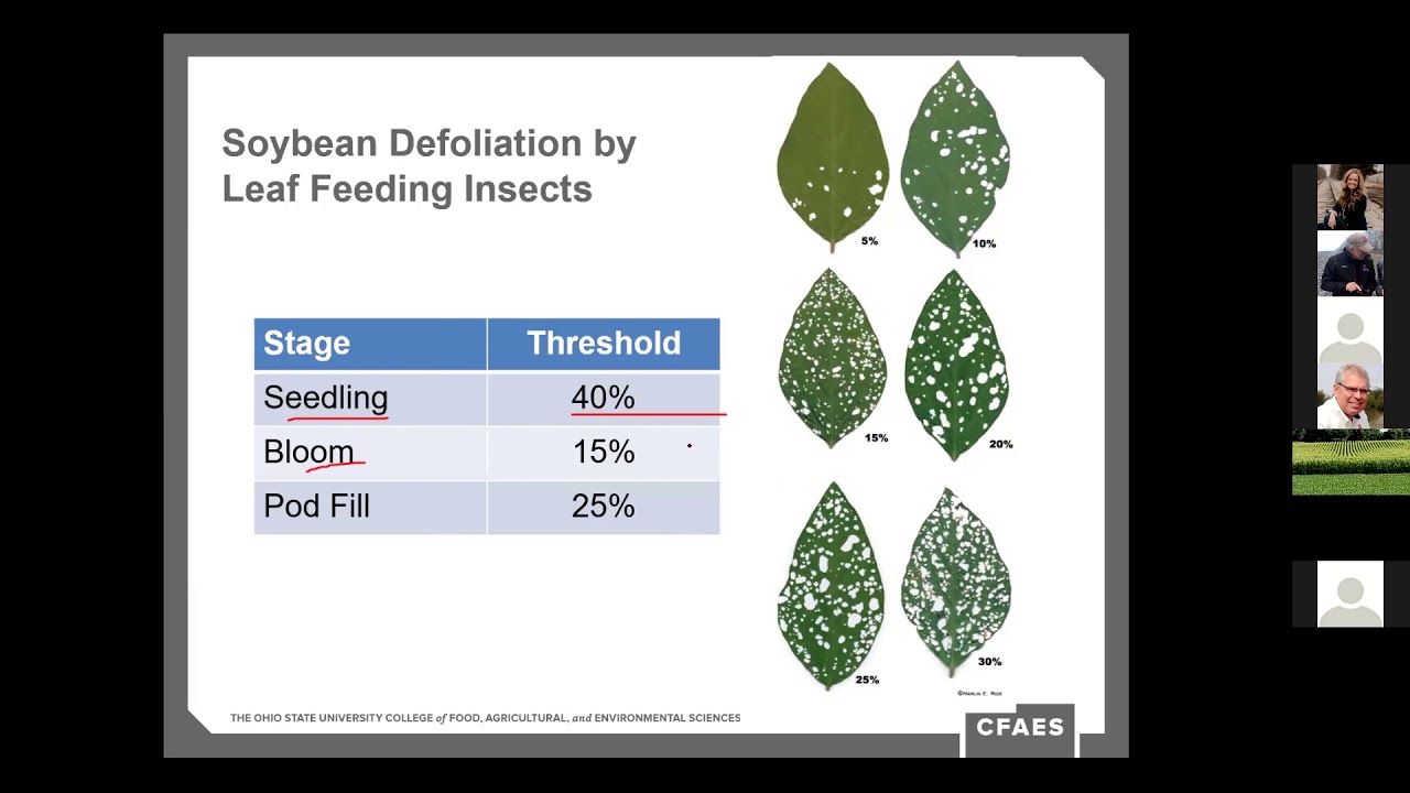 Soybean Insect Pests
