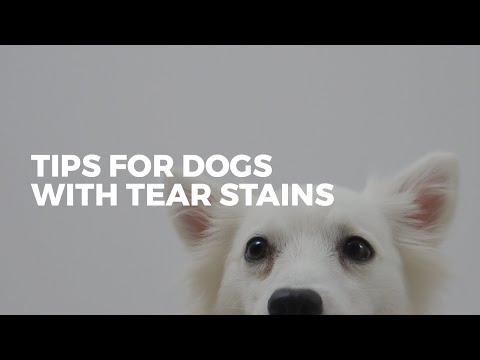 How To Get Rid Of Tear Stains | DOG OWNER TIPS