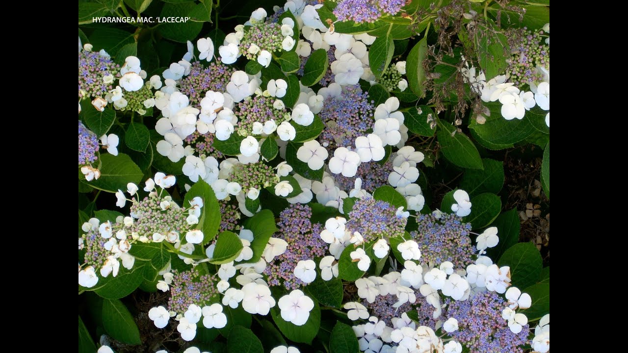 Hydrangea macrophylla 'Lacecap'