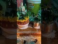Ne Medala Na Medala Nimala Dhanda Folksong Folk Dj Folkmusic Trendingshorts Bhonalasongs Yt