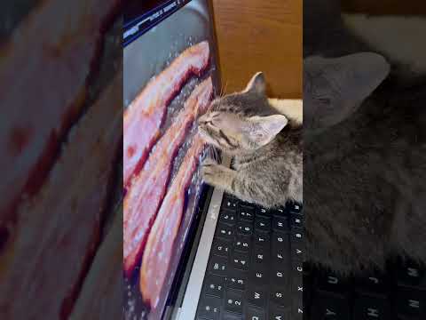 Un petit chaton tente désespérément de manger du bacon sur l'écran de son ordinateur.