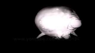 HD Very strange fireball phenomenat by high speed camera 1955